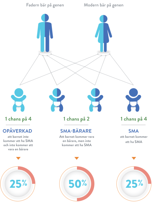 Om 2 bärare med en muterad SMN1-gen får ett barn finns det en